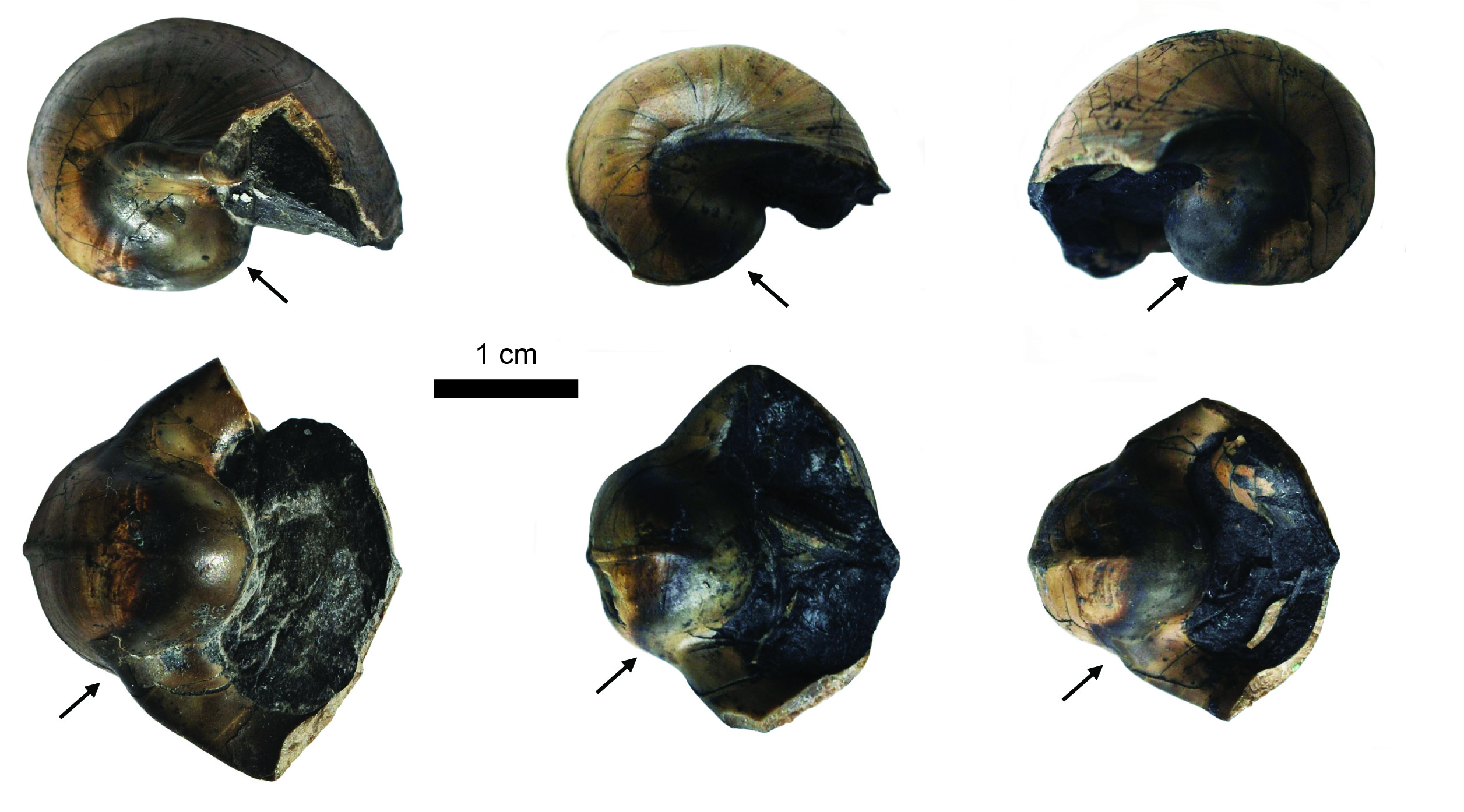 Examples of the specimens from Chesnut and Slucher’s (1990) research collection, showing consistent darker color patches on the inside whorl (arrows).